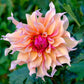 Labyrinth Dahlia