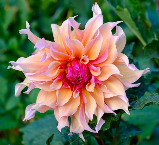 Labyrinth Dahlia