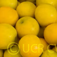 Palestine Sweet Lime Budwood citrus plant material online shopping