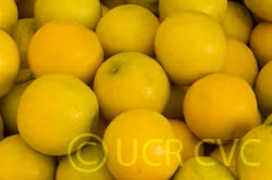 Palestine Sweet Lime Budwood citrus plant material online shopping