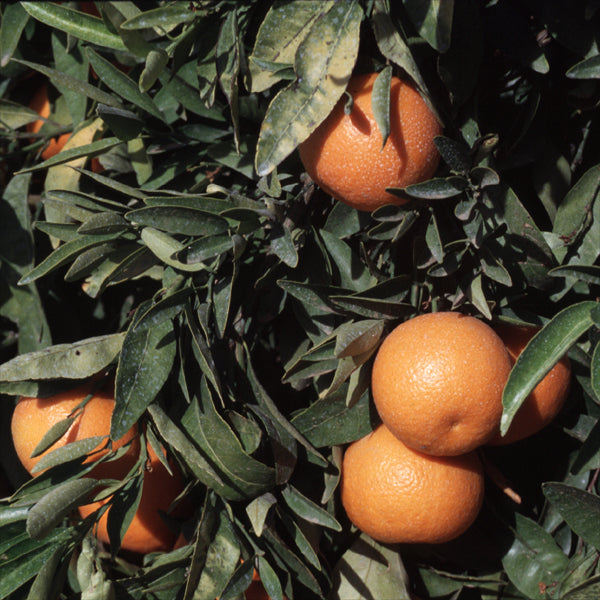 Fairchild Mandarin Budwood citrus plant material online shopping