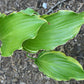 Quicksand Hosta Plants online shopping