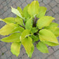 Holar Sunset Python Hosta Plants online shopping
