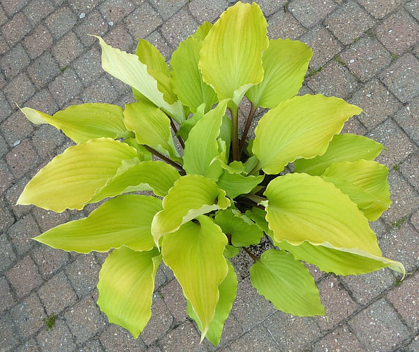 Holar Sunset Python Hosta Plants online shopping