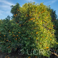 Cadenera Sweet Orange Budwood citrus plant material online shopping