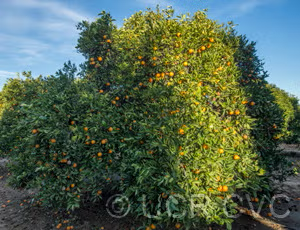 Cadenera Sweet Orange Budwood citrus plant material online shopping