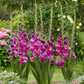 Purple Art Gladiolus Corms Plants online shopping