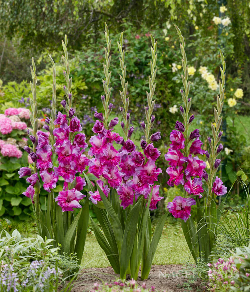 Purple Art Gladiolus Corms Plants online shopping