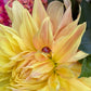 Bonaventure Dahlia Plants online shopping