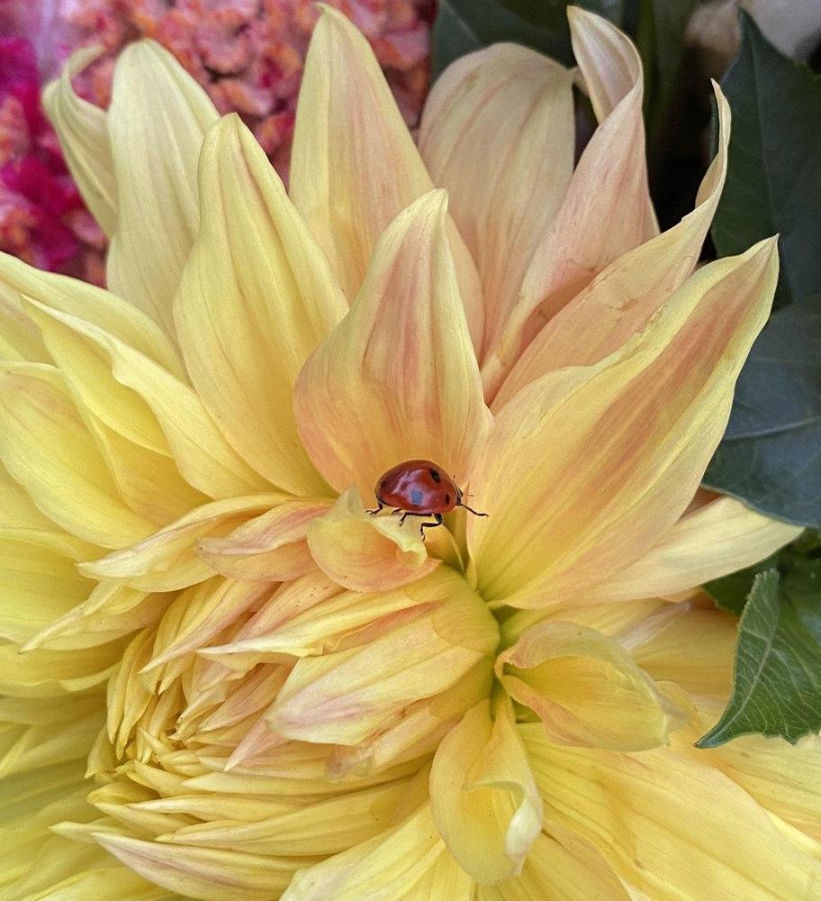 Bonaventure Dahlia Plants online shopping