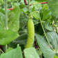 Dwarf Grey Sugar Snow Pea