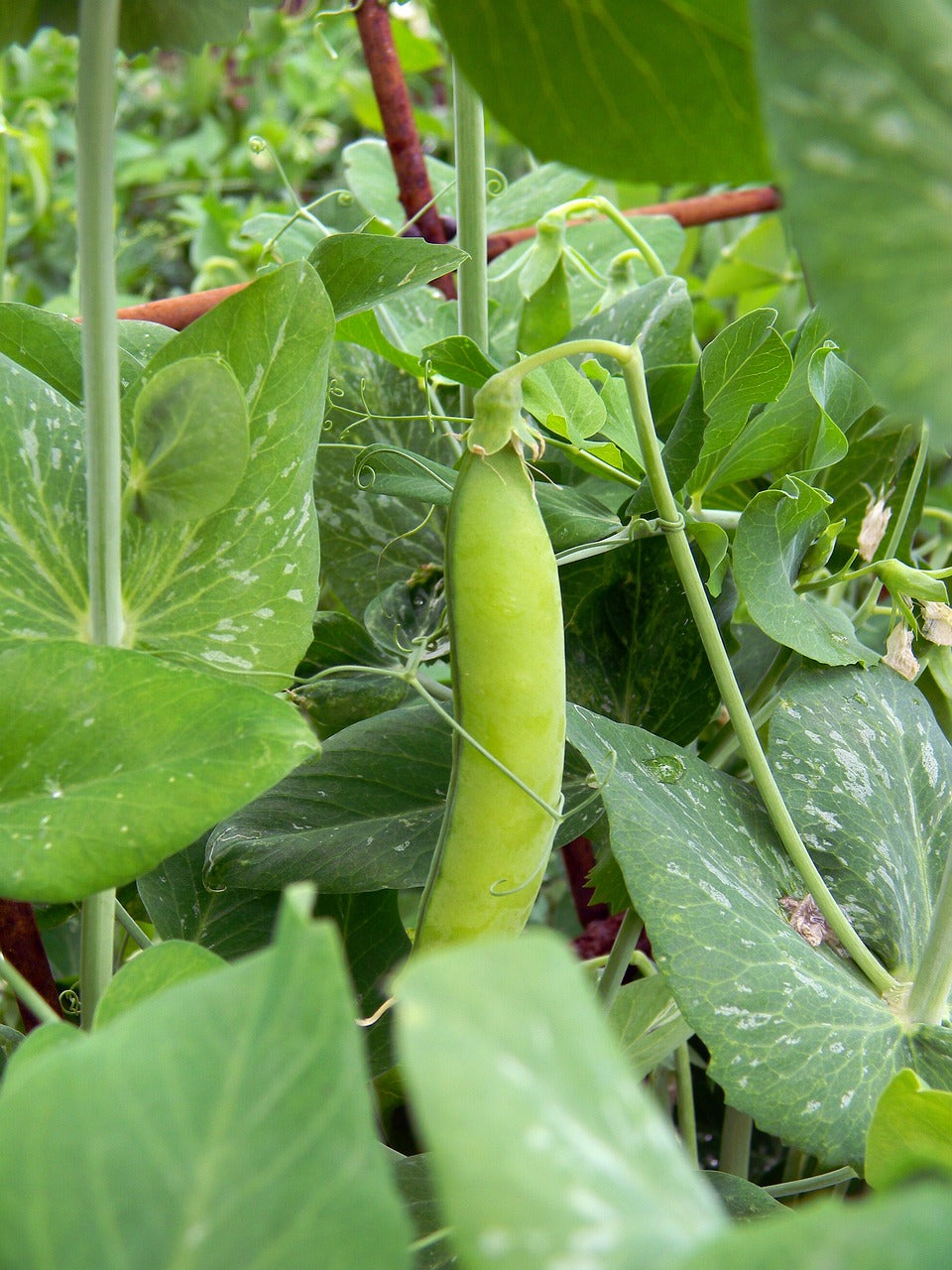 Dwarf Grey Sugar Snow Pea