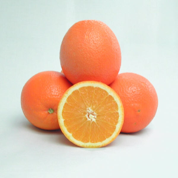 Rio Grande Navel Orange Budwood citrus plant material online shopping