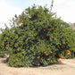Thermal Tarocco Blood Orange Budwood citrus plant material online shopping