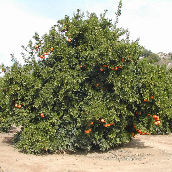 Thermal Tarocco Blood Orange Budwood citrus plant material online shopping