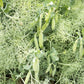 Parsley Pea