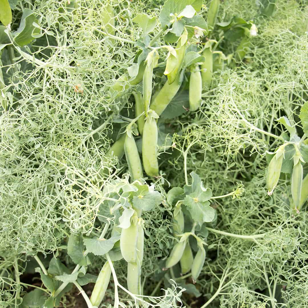 Parsley Pea
