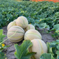 Tirreno F1 Organic Melon