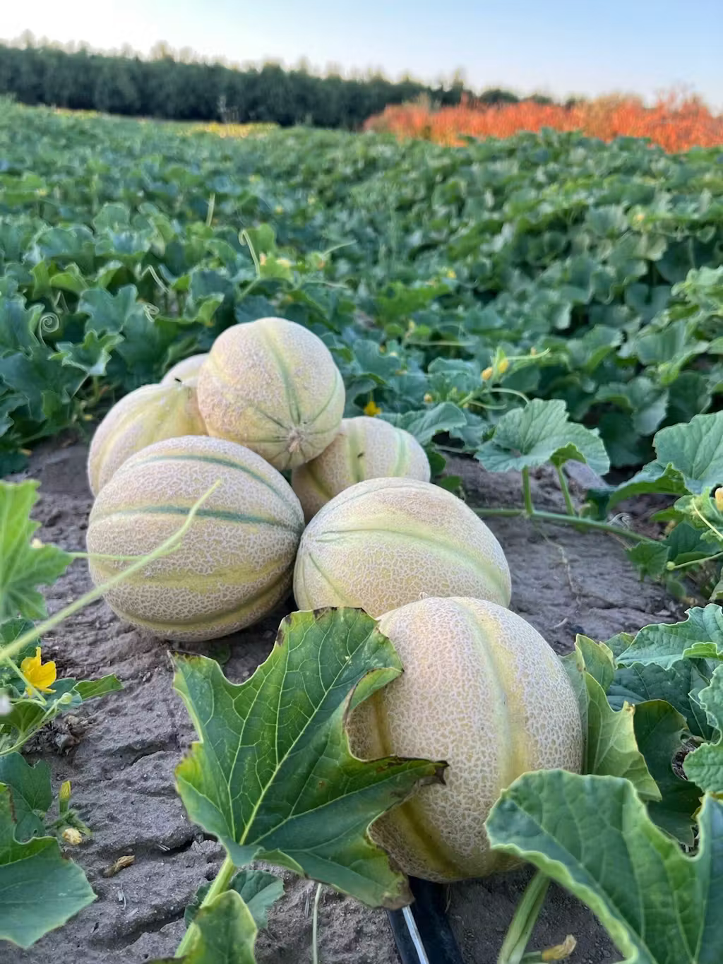 Tirreno F1 Organic Melon