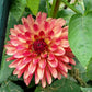Crazy Legs Dahlia