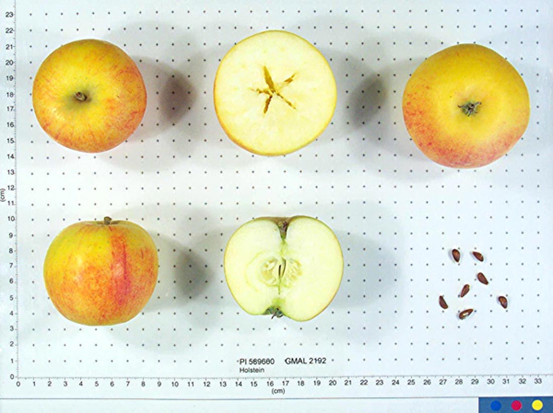 Holstein Heirloom Apple