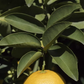 Palestine Sweet Lime Budwood citrus plant material online shopping