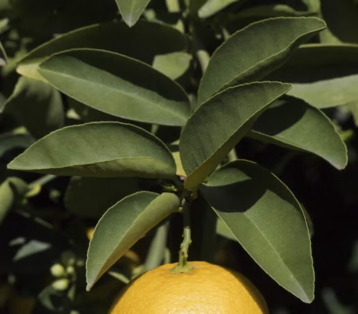 Palestine Sweet Lime Budwood citrus plant material online shopping