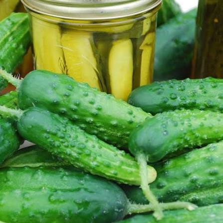Early Fortune Organic Cucumber