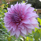Vassio Meggos Dahlia Plants online shopping