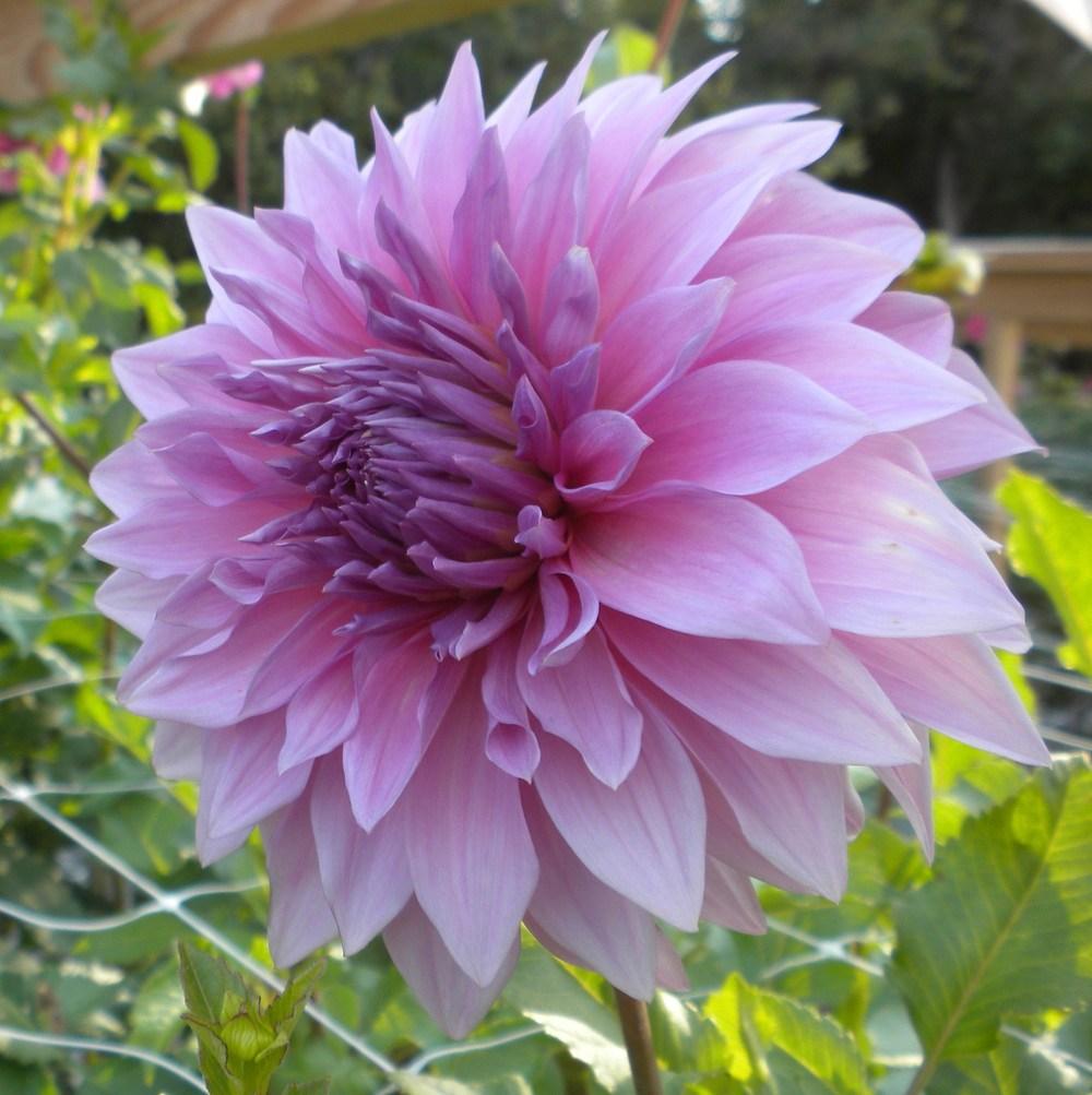 Vassio Meggos Dahlia Plants online shopping