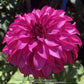 Drama Queen Dahlia Plants online shopping