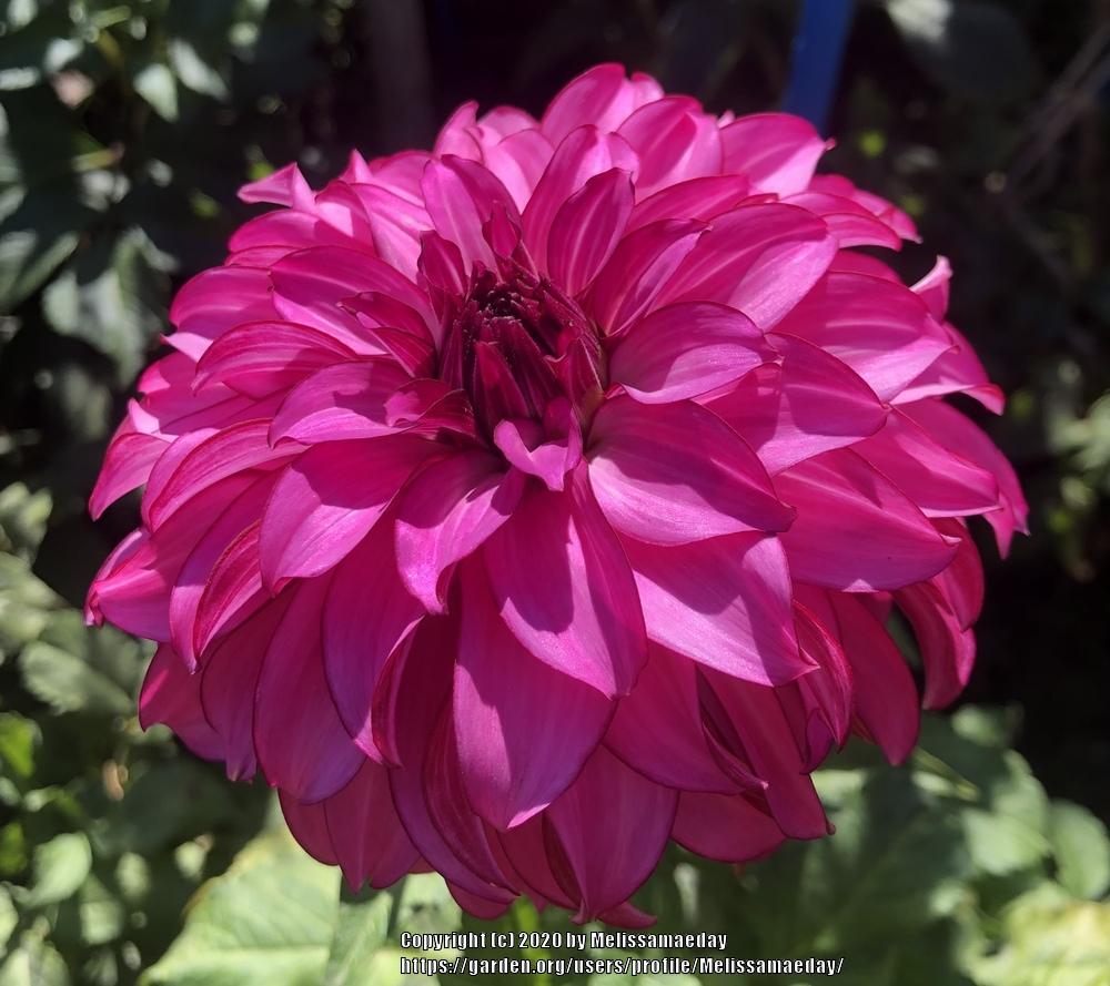 Drama Queen Dahlia Plants online shopping