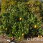 Ambersweet Orange Budwood citrus plant material online shopping