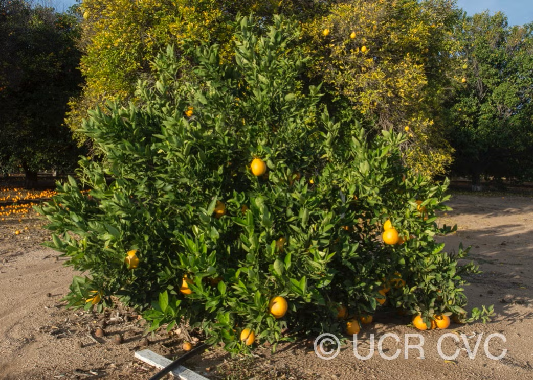 Ambersweet Orange Budwood citrus plant material online shopping