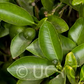 Calamondin Budwood citrus plant material online shopping