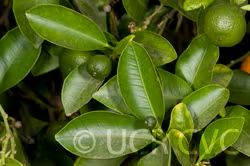 Calamondin Budwood citrus plant material online shopping