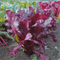 Bull's Blood Beet Seeds online shopping