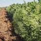 Parsley Pea