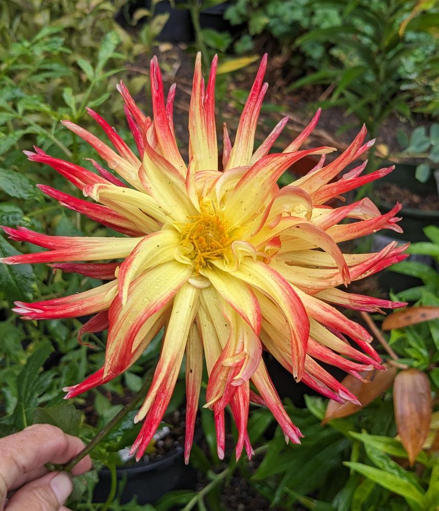 Wildcat Dahlia
