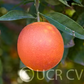 Washington Sanguine Blood Orange Budwood citrus plant material online shopping
