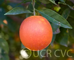 Washington Sanguine Blood Orange Budwood citrus plant material online shopping