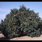 Cadenera Sweet Orange Budwood citrus plant material online shopping