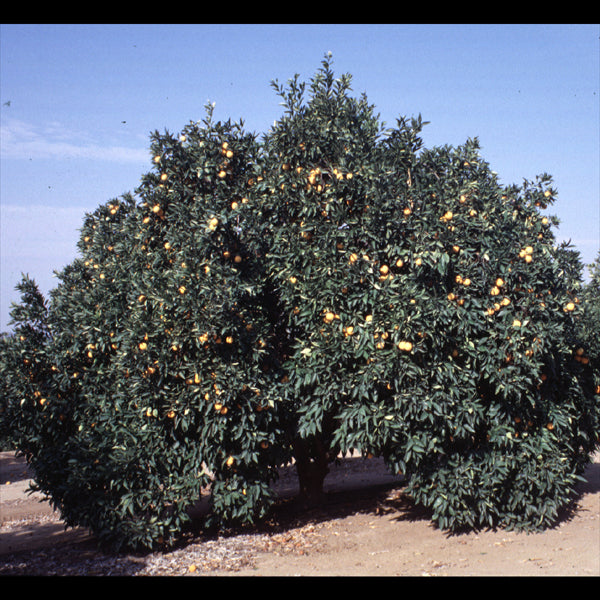 Cadenera Sweet Orange Budwood citrus plant material online shopping