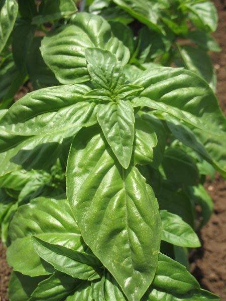 Nufar Organic Basil seeds online shopping