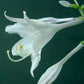 Invincible Hosta Plants online shopping