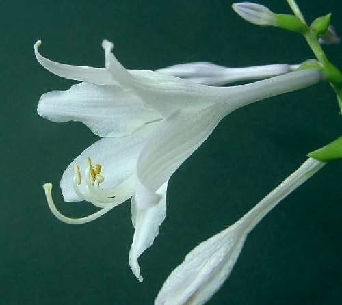 Invincible Hosta Plants online shopping