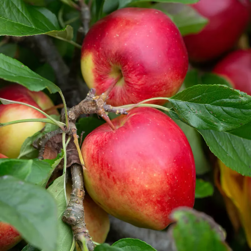 Saturn Apple Tree with Ripe Fruit