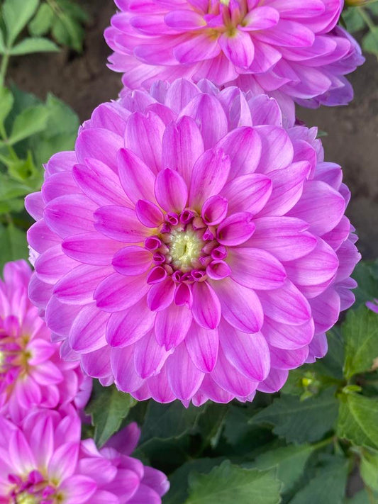 Little Blessings Dahlia