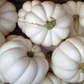 Casperita F1 Pumpkin