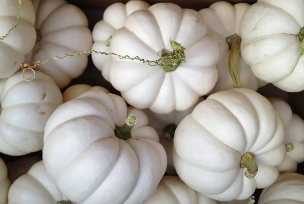 Casperita F1 Pumpkin